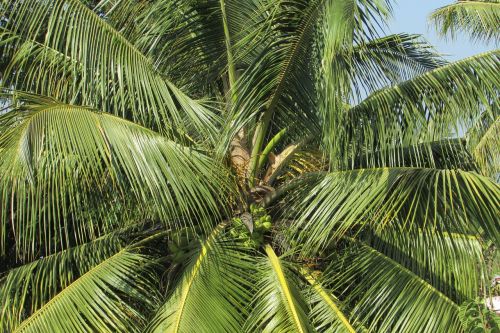 Kokoso Medis, Delnas, Palmė, Palmių Lapai, Augalas, Medis, Kokosai, Dharwad, Karnataka, Indija