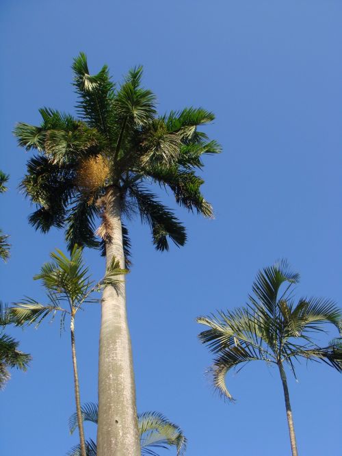 Kokoso Medis, Mėlyna Diena, Atogrąžų