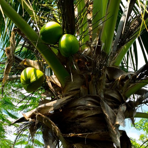 Kokoso Medis, Delnas, Kokosai