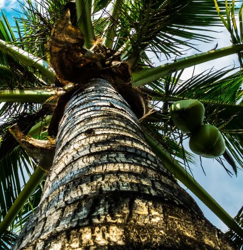 Kokoso Medis, Delnas, Kokosai