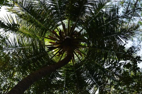 Kokoso Medis, Palmė, Delnas, Augalas, Indija, Skėtis Nuo Saulės