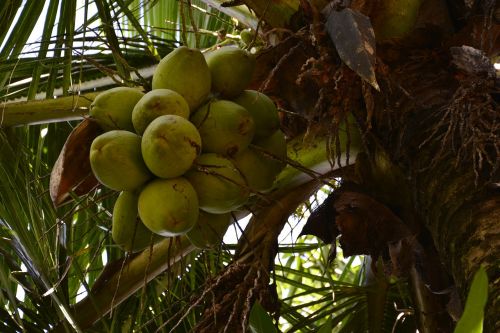 Kokoso Medis, Kokoso, Žalumos, Gamta