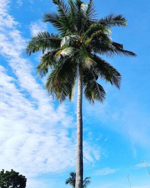 Kokoso Medis, Dangus, Malaizija