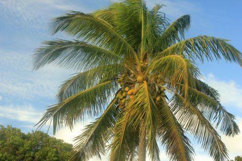 Kokoso Medis, Palmė, Delnas, Augalas, Medis, Palmių Lapai