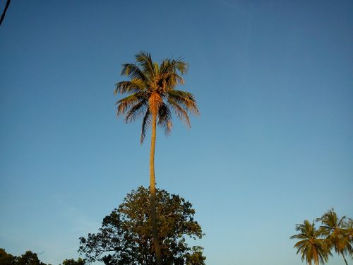 Kokoso Medis, Gamta, Mėlynas Dangus, Kokoso, Medis, Dangus, Rojus