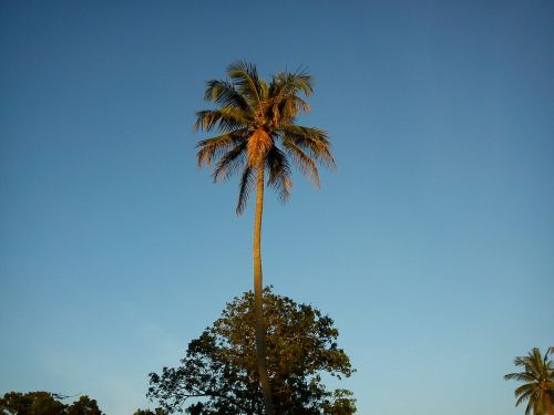 Kokoso Medis, Delnas, Palmė, Gamta, Kokoso, Medis, Dangus, Rojus