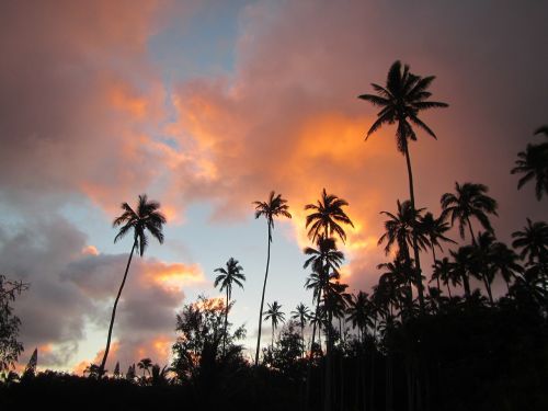 Kokoso Medis, Saulėtekis, Hawaii
