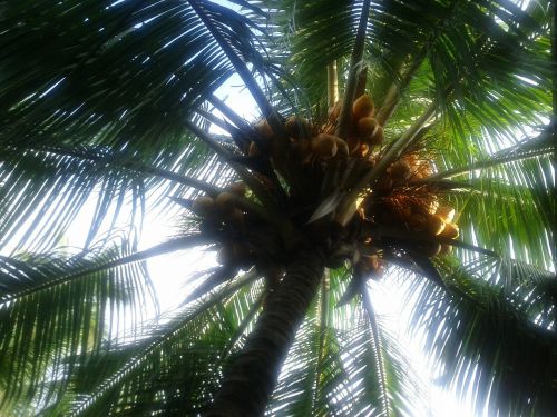 Kokoso Medis, Kokosai, Palmė, Saldus, Gamta, Žalias, Šri Lanka, Asija, Atogrąžų, Šviežias, Natūralus