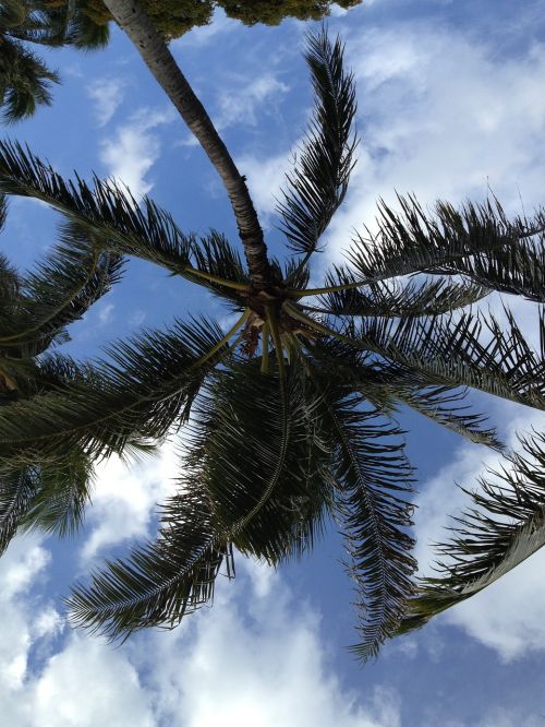 Kokoso Medis, Atogrąžų, Hawaii, Sala, Vasara, Tropinis, Rojus