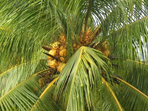 Kokoso Medis, Kokosai, Atogrąžų, Delnas, Sala, Kraštovaizdis, Augalas, Karibai, Medis, Egzotiškas