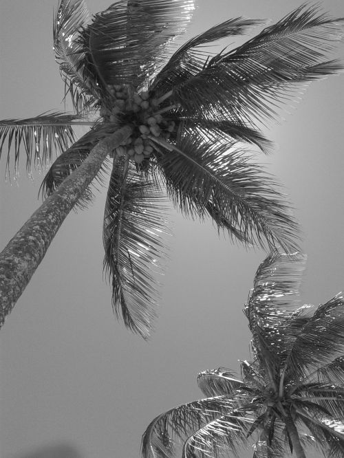 Kokoso Medis, Gamta, Papludimys, Brazilija, Sol