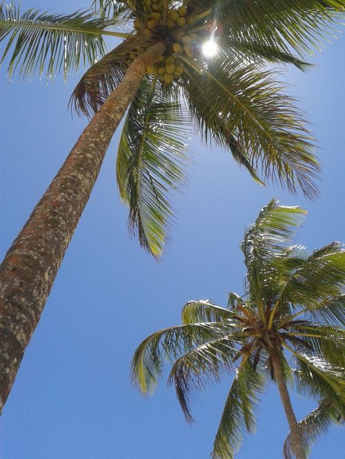 Kokoso Medis, Gamta, Papludimys, Brazilija, Sol