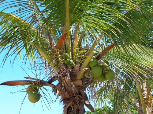 Kokoso Medis, Kokoso, Žalias, Papludimys