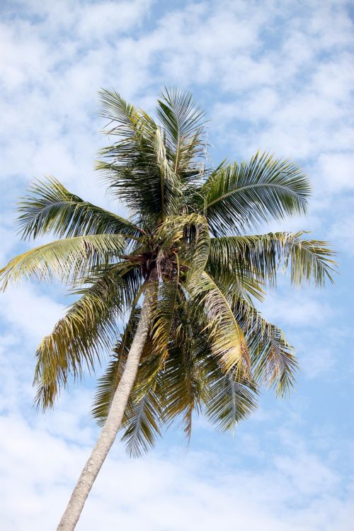 Kokoso,  Medis,  Papludimys,  Kokoso Medis Paplūdimyje