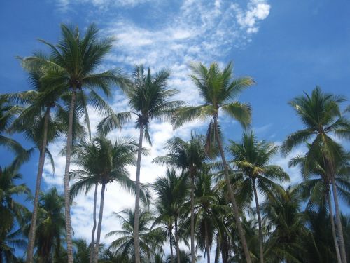 Kokoso Medžiai, Kosta Rika, Girnas, Kokoso, Egzotiškas, Atogrąžų, Botanika, Augalas, Medžiai, Kokosų Palmės, Suptropisch, Didelis, Aukštas, Lieknas, Palmių Medis, Aukšti Palmės