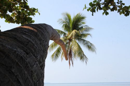 Kokoso Medžiai, Medis, Kokoso