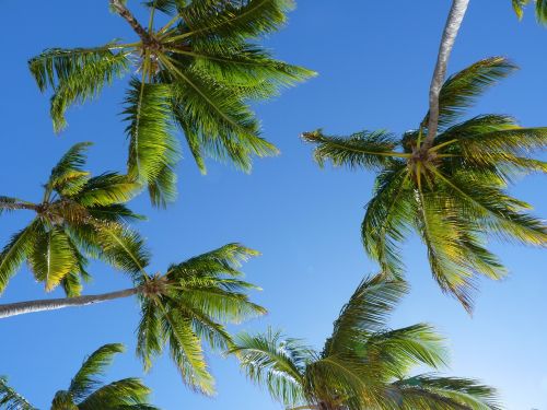 Kokoso Medžiai, Medžiai, Karibai, Delnas