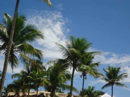 Kokoso Medžiai, Dangus, Papludimys, Bahia, Debesys, Vasara, Diena