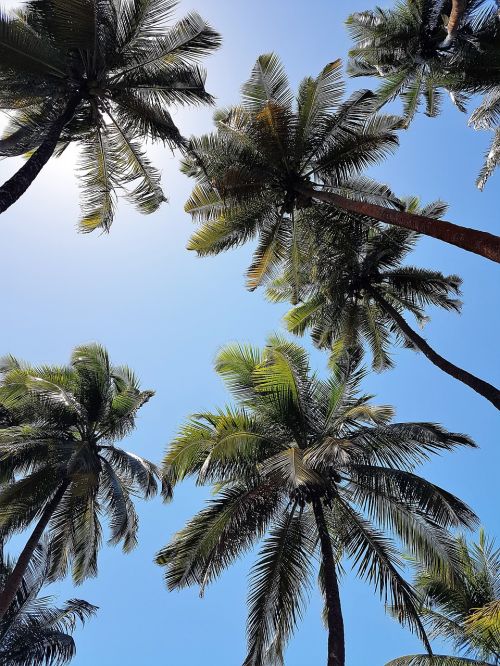 Kokoso Medžiai, Palmės, Dangus