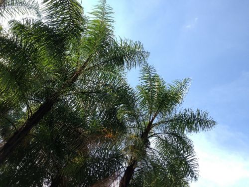 Kokoso Medžiai, Dangus, Šešėlis