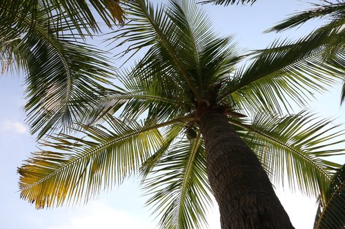 Kokoso Palmių,  Augalų,  Kraštovaizdis