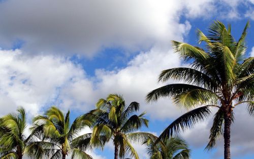 Kokoso Medžiai, Mėlynas, Dangus, Atogrąžų, Rojus, Debesys, Saulėtas, Medis, Havajų Kalba