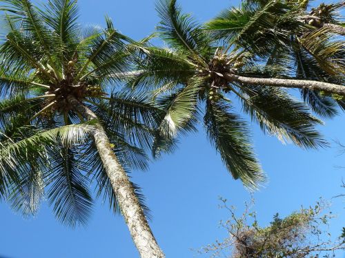 Kokoso Medžiai, Prieplauka, Itagua, Ubatuba, San Paulas Brazilija Pakrantė, Kraštovaizdis, Aušra, Royalty Free