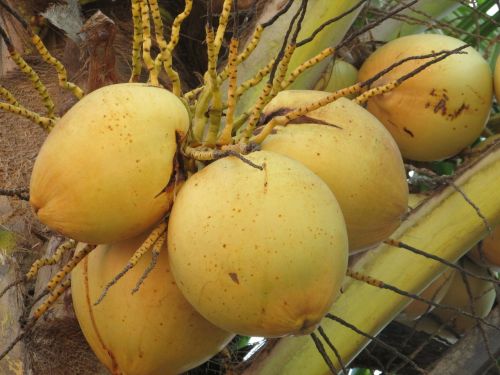 Kokosai, Riešutai, Kokos Nucifera, Kokoso Palmių, Vaisiai, Krūva, Dharwad, Indija