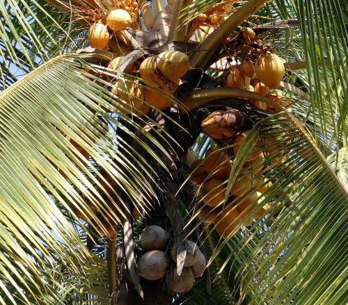 Kokosai, Malajiečių, Kokos Nucifera, Kokoso Medis, Kokoso Lukštas, Indija