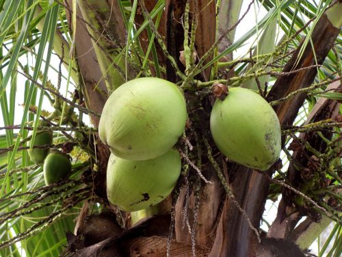Kokosai, Vaisiai, Vaisiai, Žalumos, Žalias, Kokoso Medis, Brazilija, Gamta