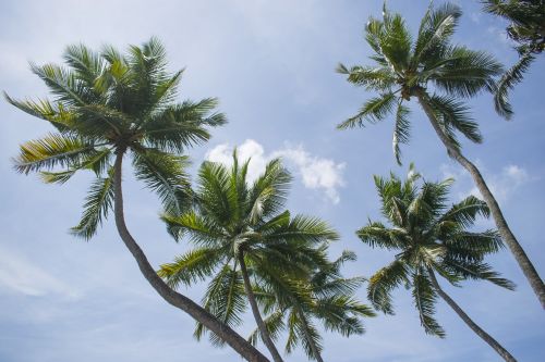 Kokoso Medis, Fonas, Mėlynas Dangus, Kokoso Medis, Kerala, Ieškoti, Palmė
