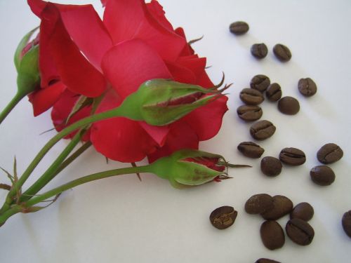 Kava,  Pupos,  Raudona,  Rožės,  Kavos Pupelės Ir Raudonos Rožės