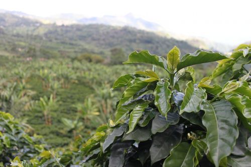 Kava, Kolumbija, Žalias, Kavos Grūdai, Derlius, Aromatas, Kavinė Colombia, Kraštovaizdis