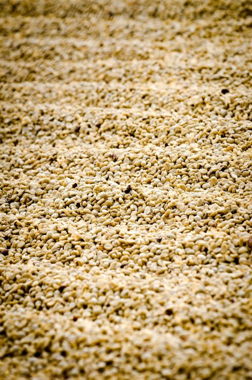 Kava, Kavos Džiovinimas, Gvatemalos Kavos
