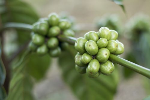 Kava, Kavos Pupelės, Gayo Kavos, Žalia Kava, Žalias Lapas, Sumatra Kavos