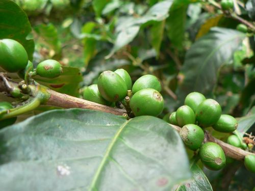Kava, Augalas, Žalias, Vaisiai, Kolumbija