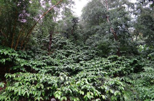 Kavos Plantacijos, Coffea Robusta, Lietaus Mirkymas, Madikeri, Coorg, Indija