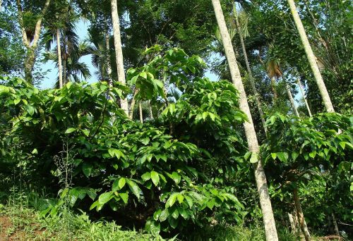Kavos Plantacijos, Coffea Robusta, Arekos Palmės, Ammathi, Coorg, Indija