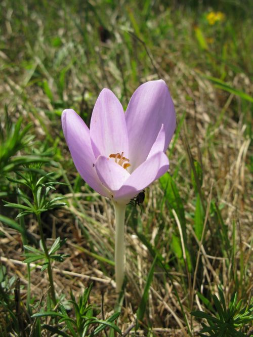 Kolchicum, Kolchicum Autumnale, Ruduo, Pavasaris, Violetinė, Gėlė, Gėlės, Gamta, Augalas, Augalai, Saulė, Kraštovaizdis, Sodas