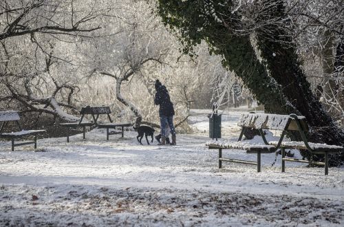 Šaltas, Žiema, Sniegas, Šaltis, Gamta, Snieguotas, Rime, Mediena, Kraštovaizdis, Ledinis, Filialai