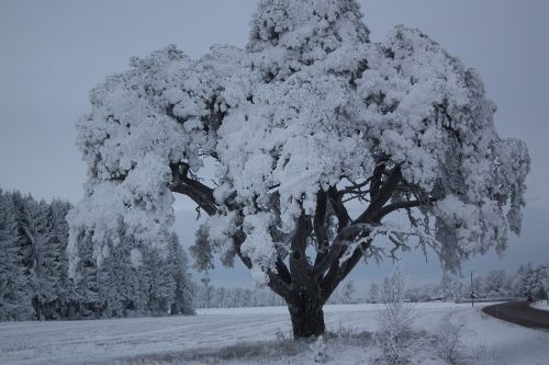 Šaltas, Medis, Žiema, Švedija, Snieguotas