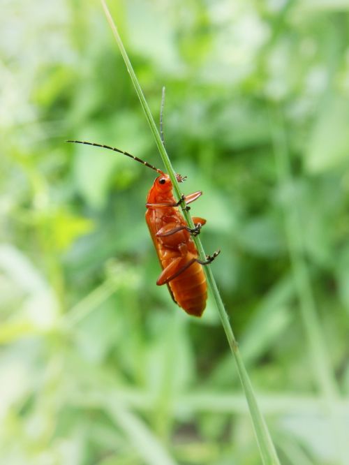 Coleoptera, Filialas, Oranžinis Vabalas, Išsamiai, Vabzdys