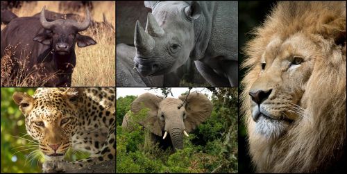 Koliažas, Afrika, Didelis 5, Gyvūnai, Liūtas, Džiunglių Karalius, Dramblys, Leopardas, Pelkių Buivolai, Raganos, Laukinė Gamta, Gamta, Turizmas, Safari, Kelionė, Džiunglės, Rinkimas, Šventė