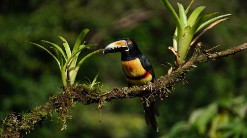 Apykaklės Aracari, Kosta Rika, Atogrąžų Miškai
