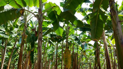 Kolumbija, Plantacija, Bananas