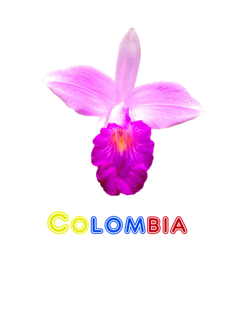 Kolumbija, Gėlė, Orchidėja, Gamta, Egzotiškas