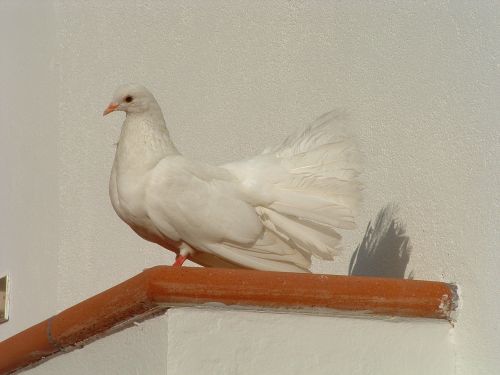 Colombo, Balta, Paukštis