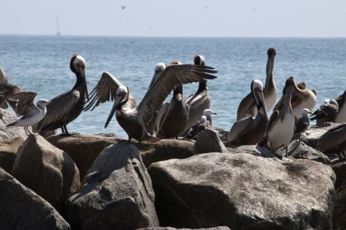 Pelican,  Pelikanai,  Paukštis,  Paukščiai,  Jūra,  Papludimys,  Vandenynas,  Pelikano Kolonija