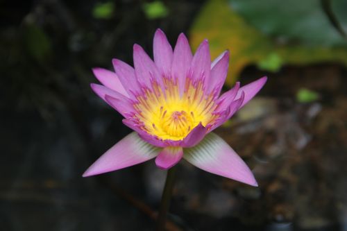 Spalvotas Lotus, Lotosas, Gėlė, Blooming Lotus, Violetinė, Violetinė, Sodas
