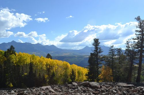 Colorado, Uolėti Kalnai, Aspenos Medžiai